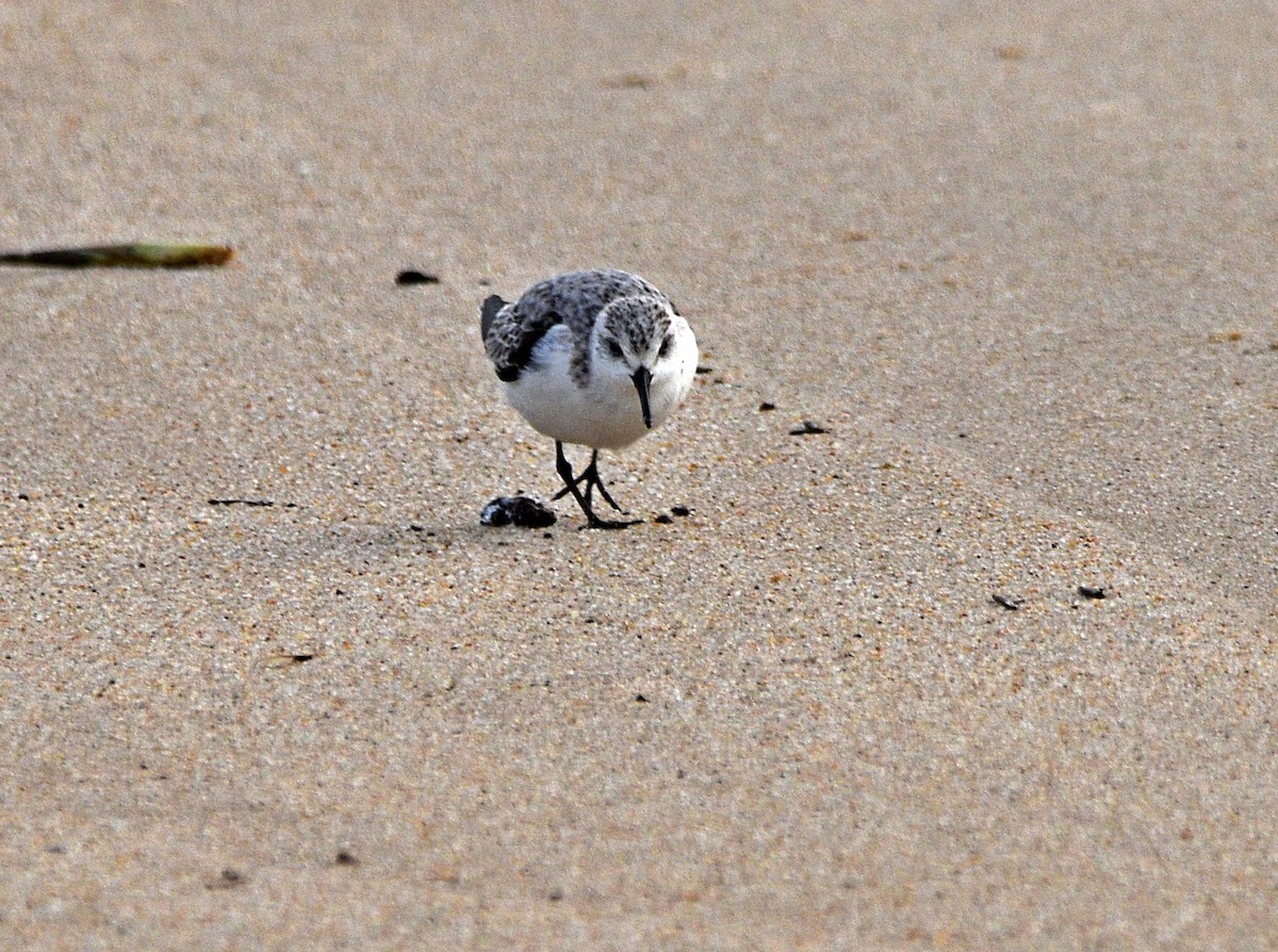 Sanderling - Joao Freitas