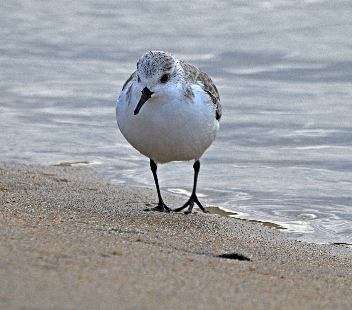 Bécasseau sanderling - ML612671033