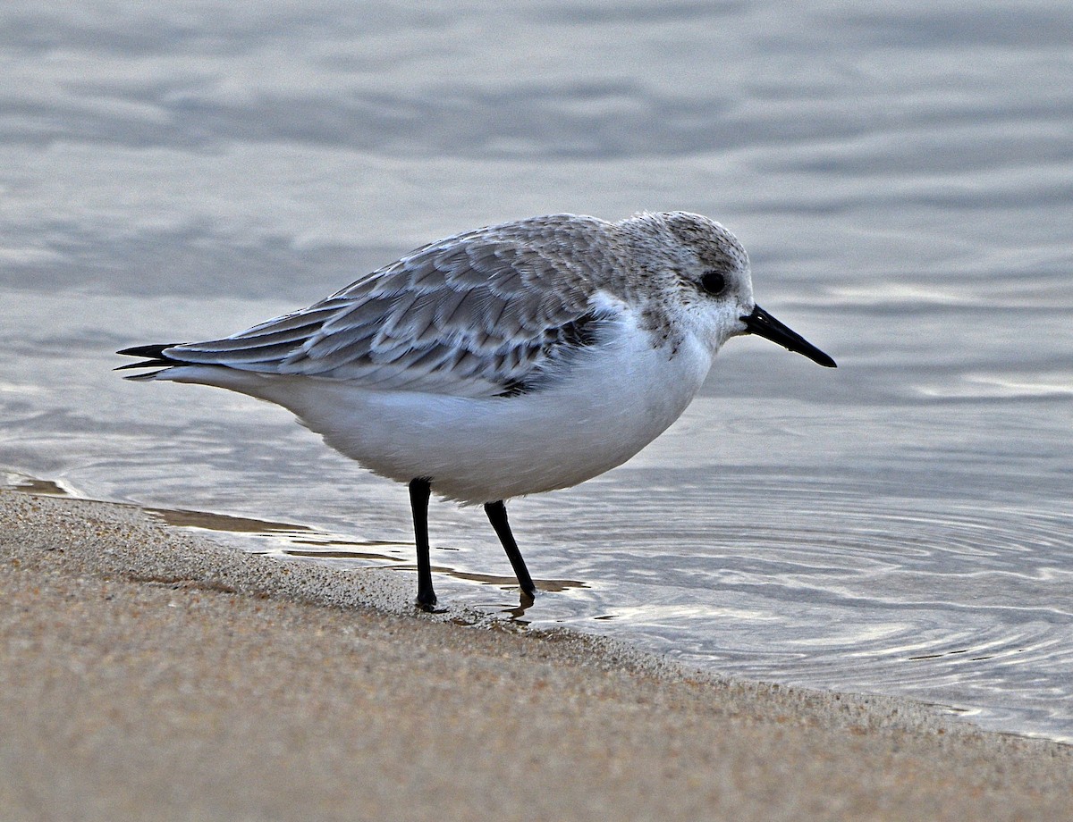 Bécasseau sanderling - ML612671034