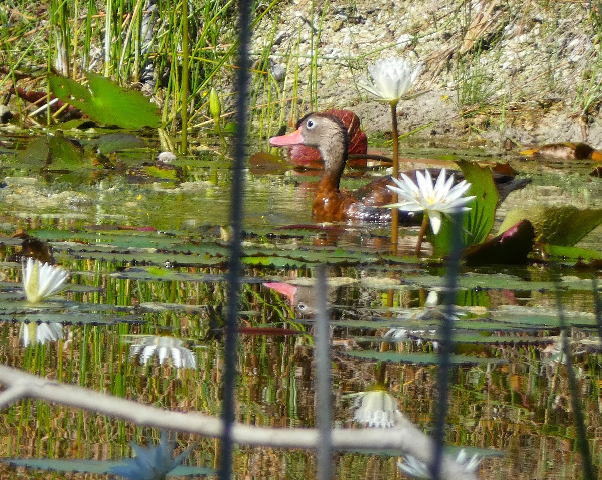 Black-bellied Whistling-Duck - ML612671069