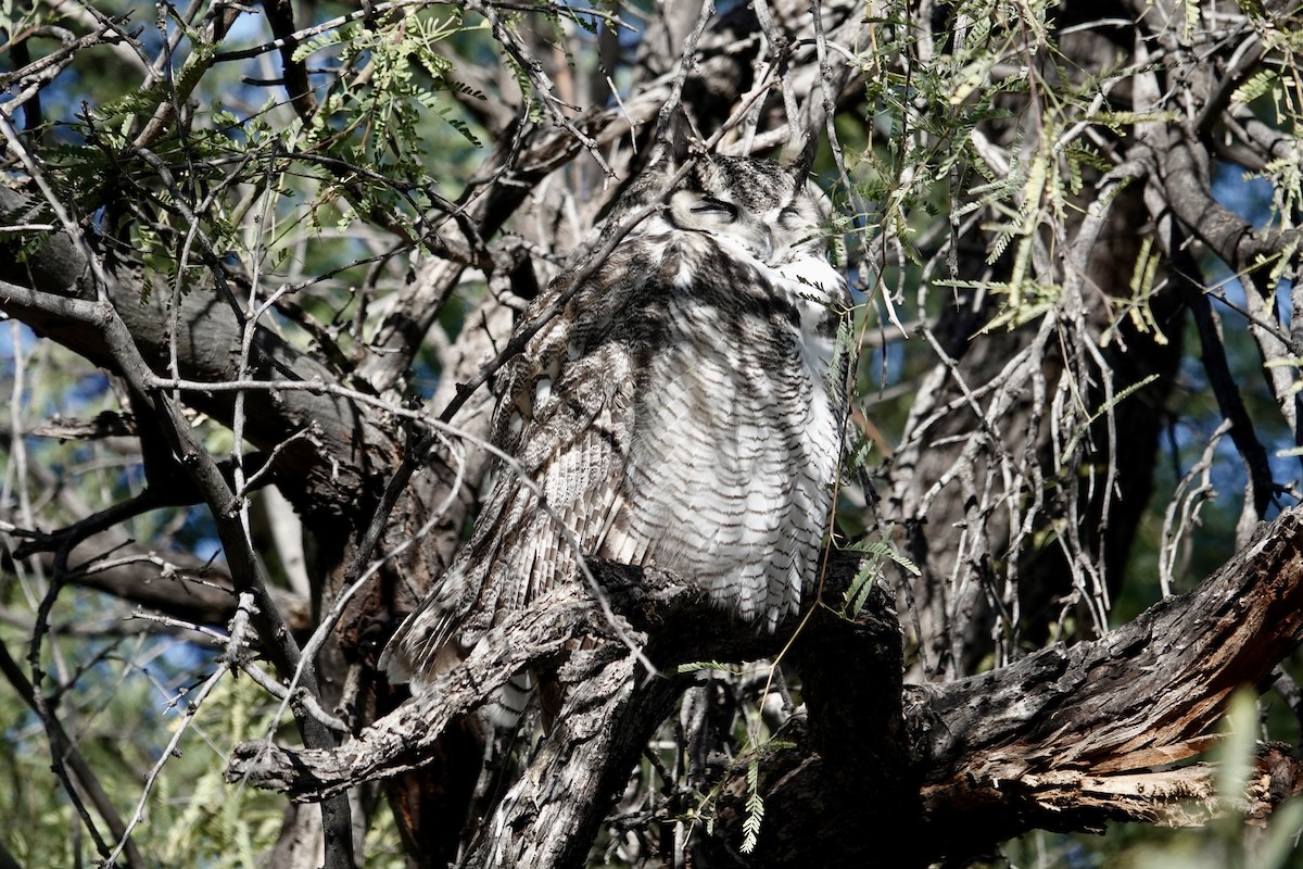 Great Horned Owl - Robert Rackliffe