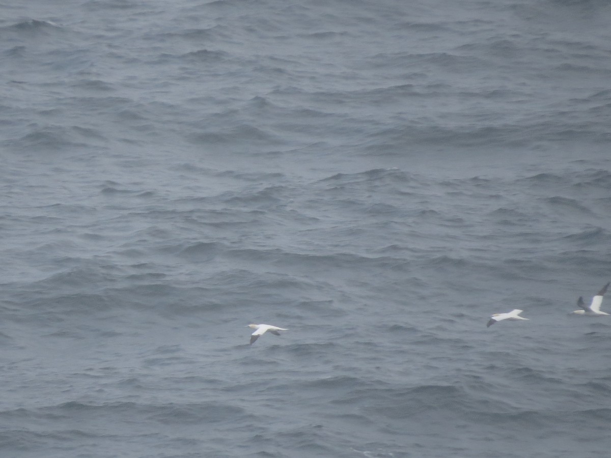 Zanga arrunta - ML612671074