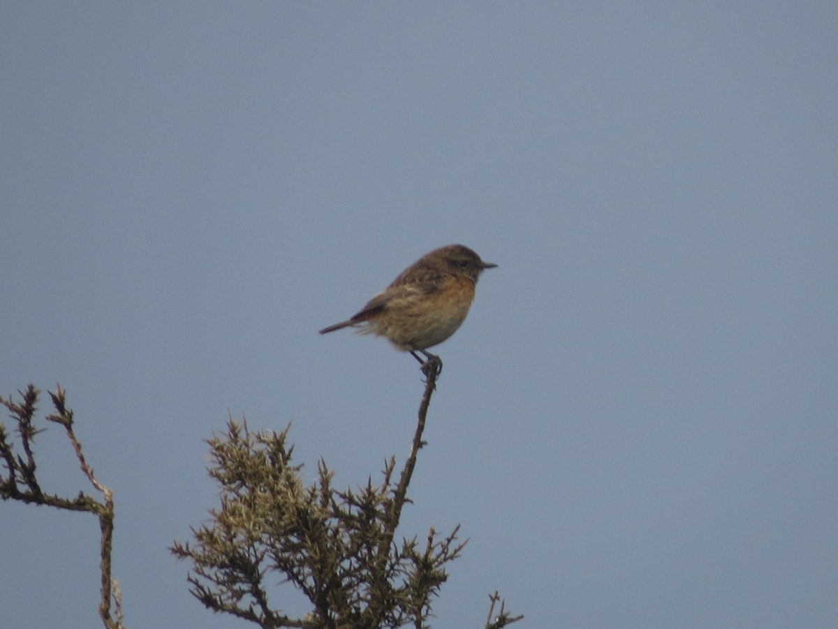 Pitxartxar burubeltza - ML612671096