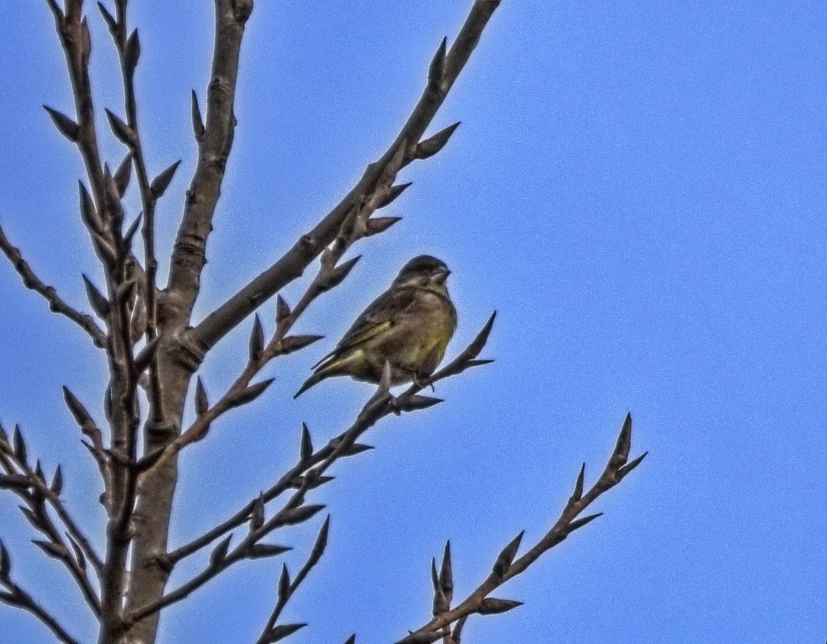 European Greenfinch - ML612671104