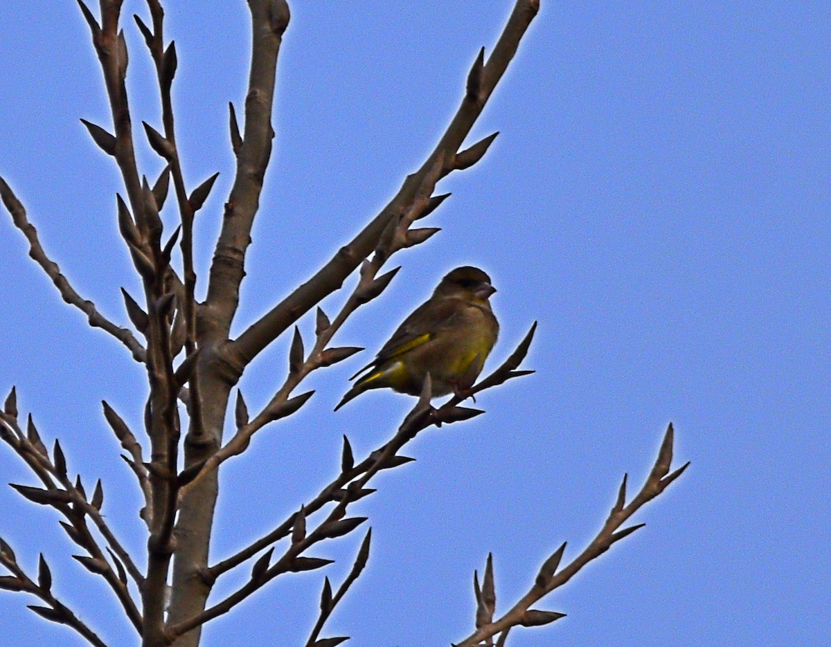 European Greenfinch - ML612671105