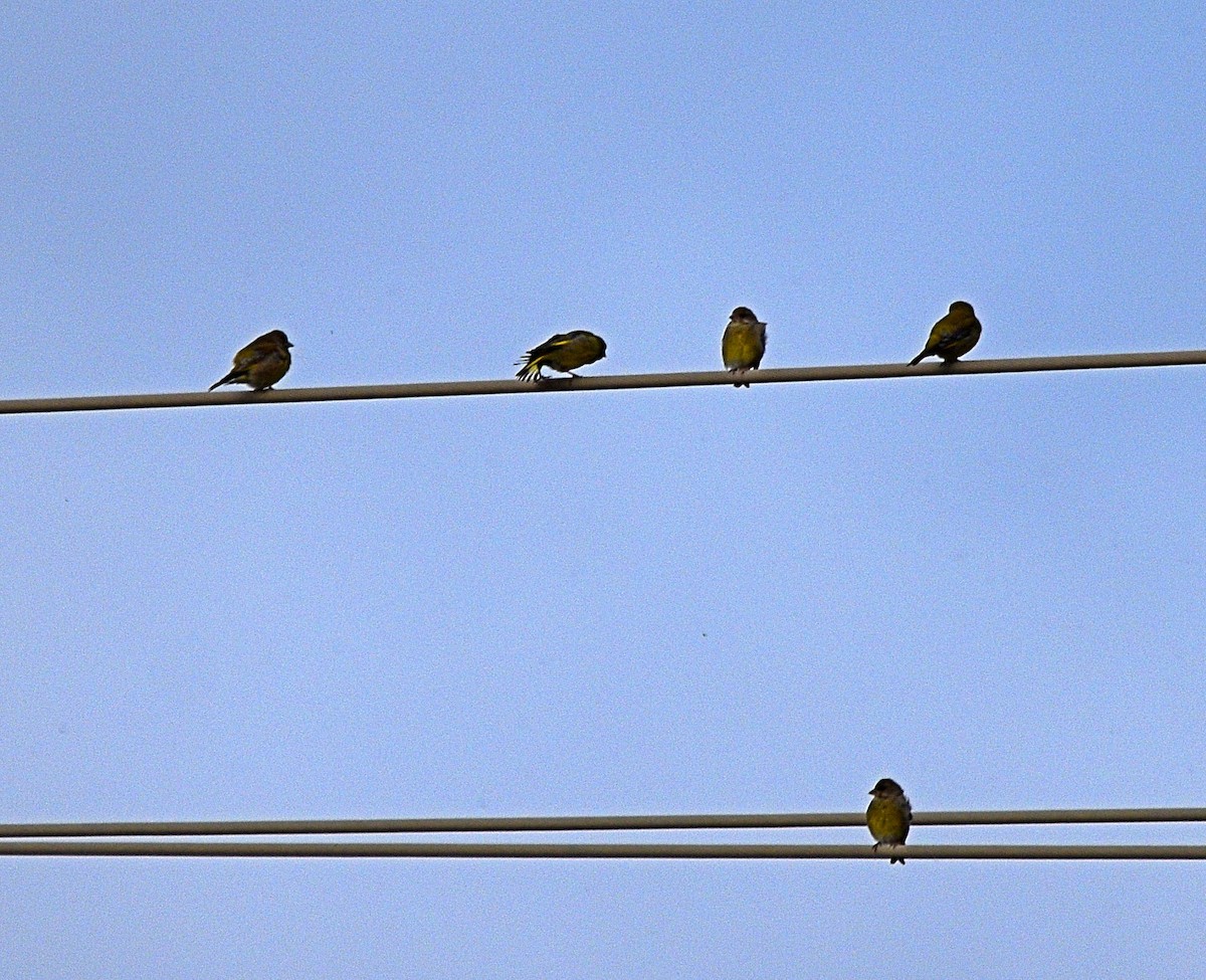 European Greenfinch - ML612671106