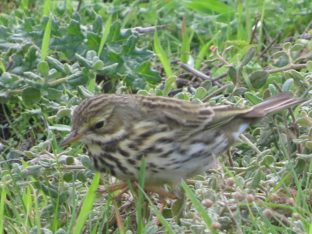 Negu-txirta - ML612671120