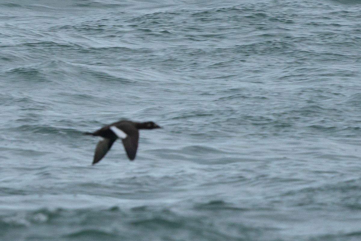 White-winged Scoter - ML612671164