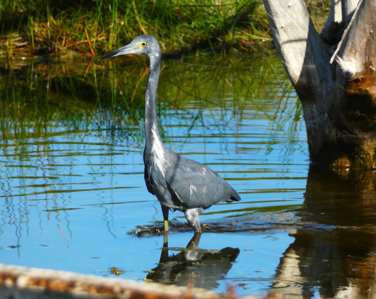 Little Blue Heron - ML612671210