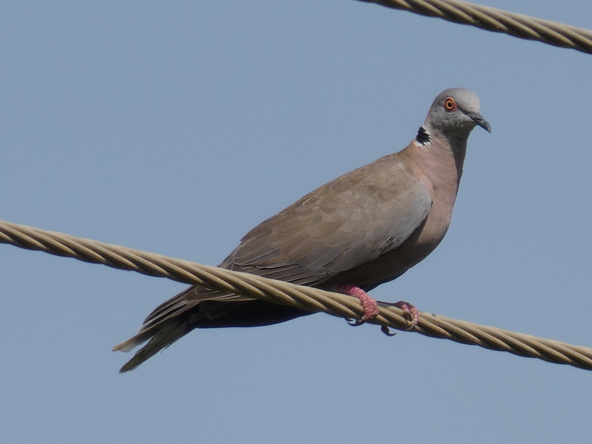 Mourning Collared-Dove - ML612671254