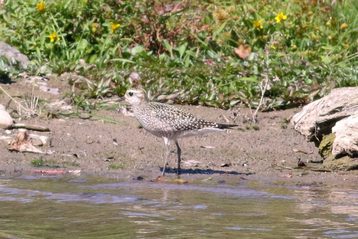 Chorlito Dorado Americano - ML612671255