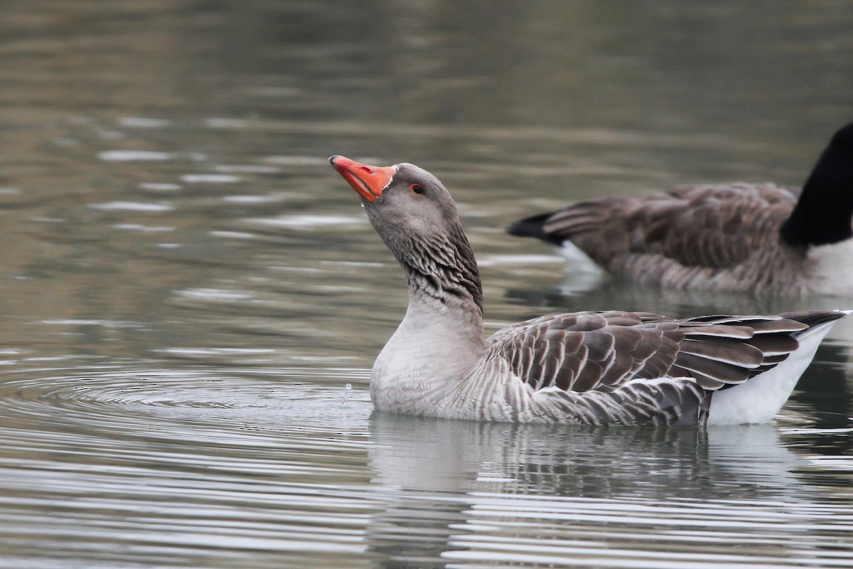 Graylag Goose (Domestic type) - Jared Howard