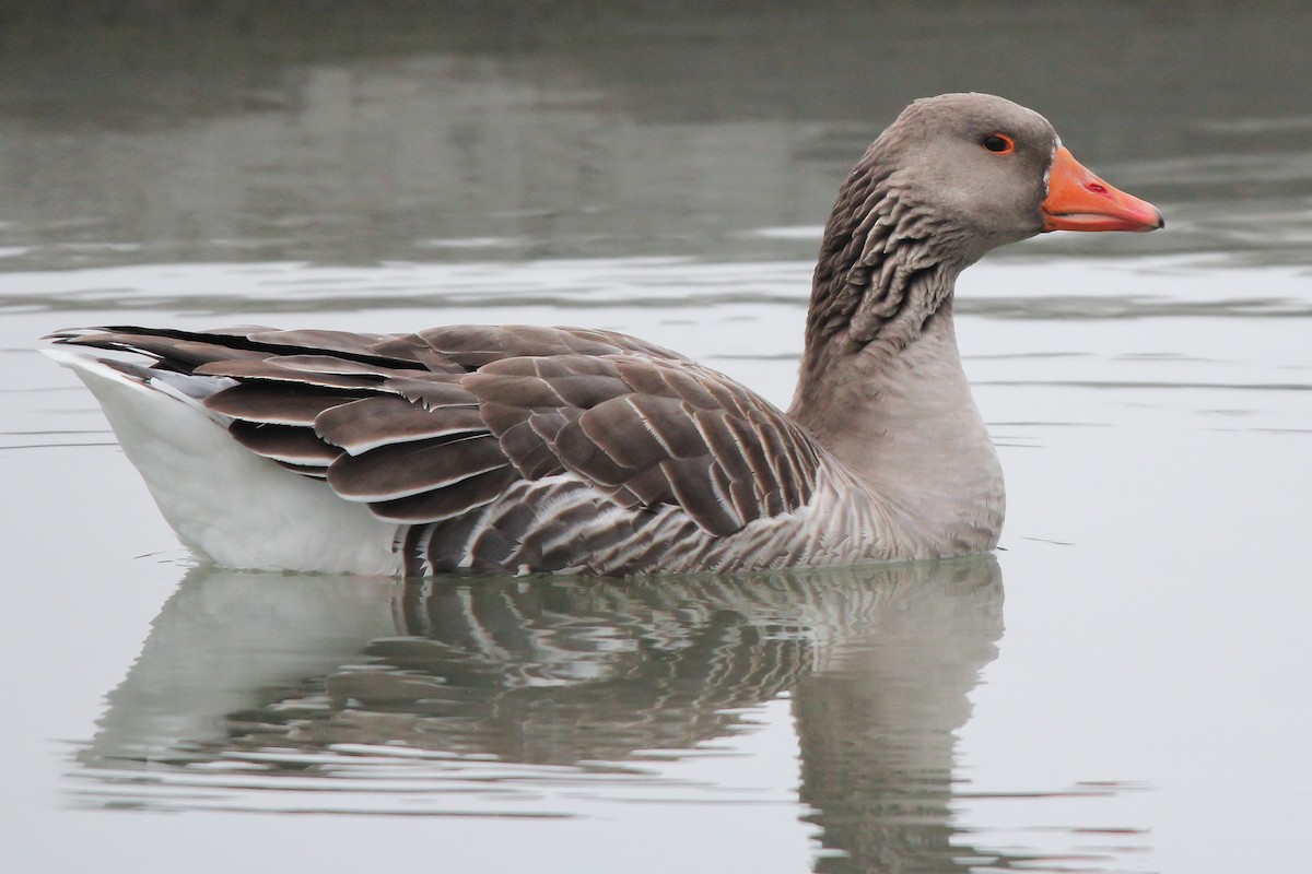 Graylag Goose (Domestic type) - Jared Howard