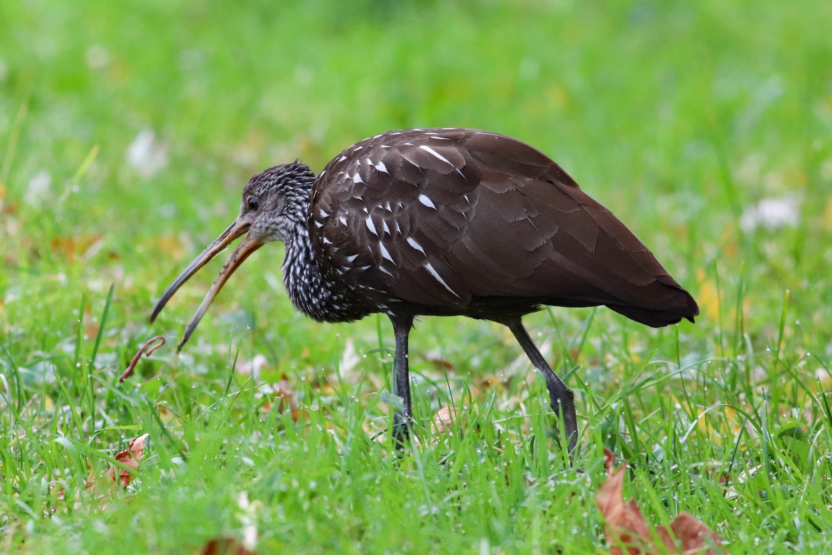 Limpkin - ML612671305