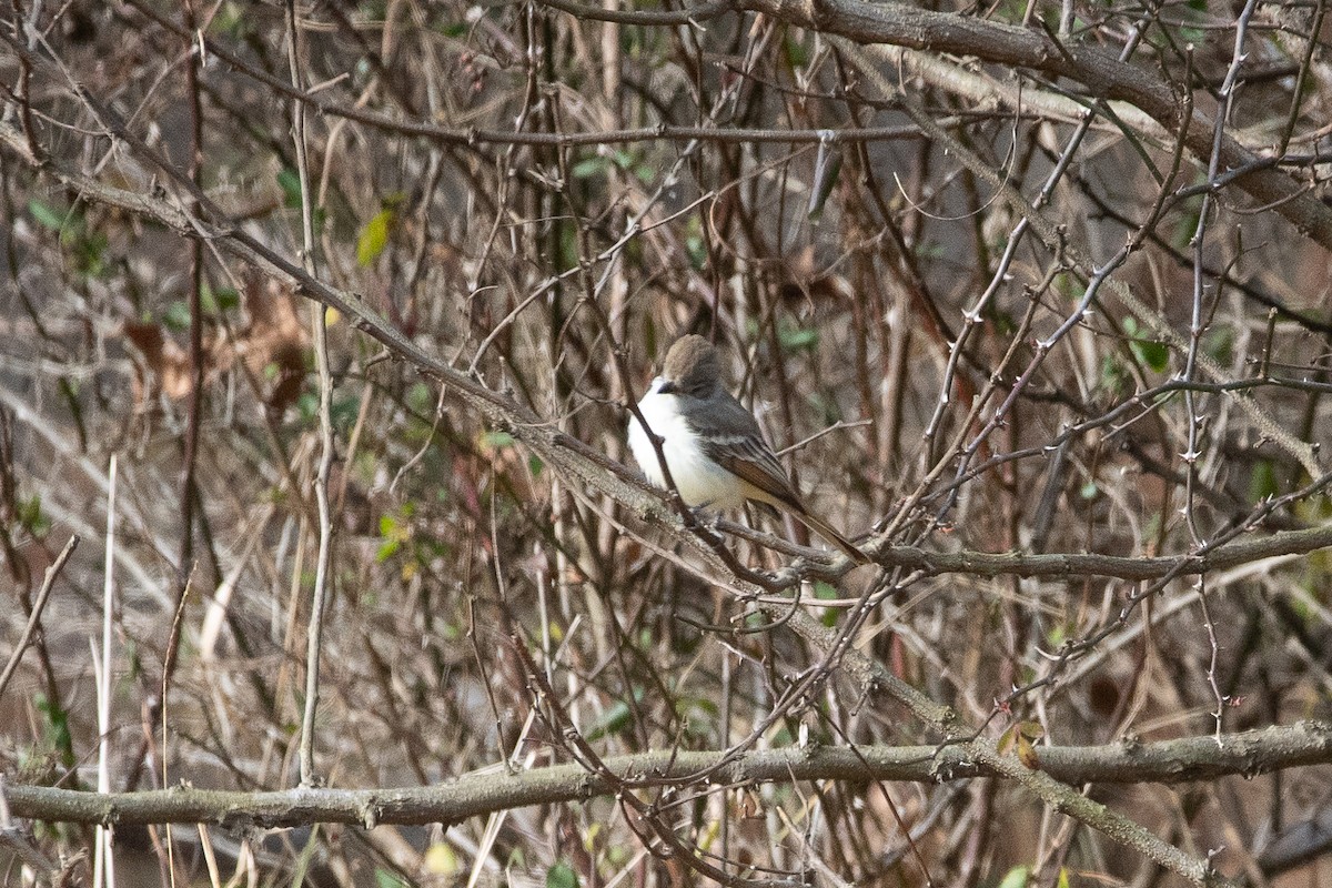 Ash-throated Flycatcher - Nick Huber