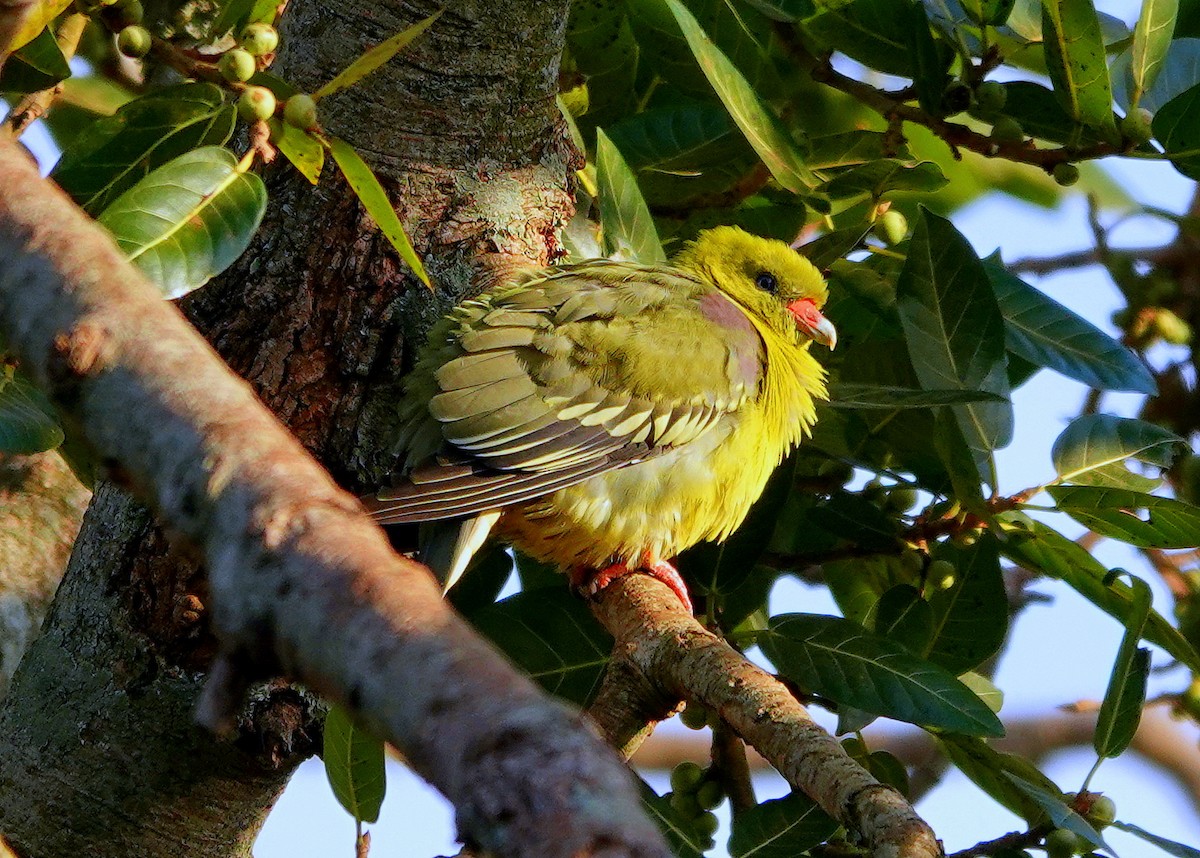 African Green-Pigeon - ML612671439