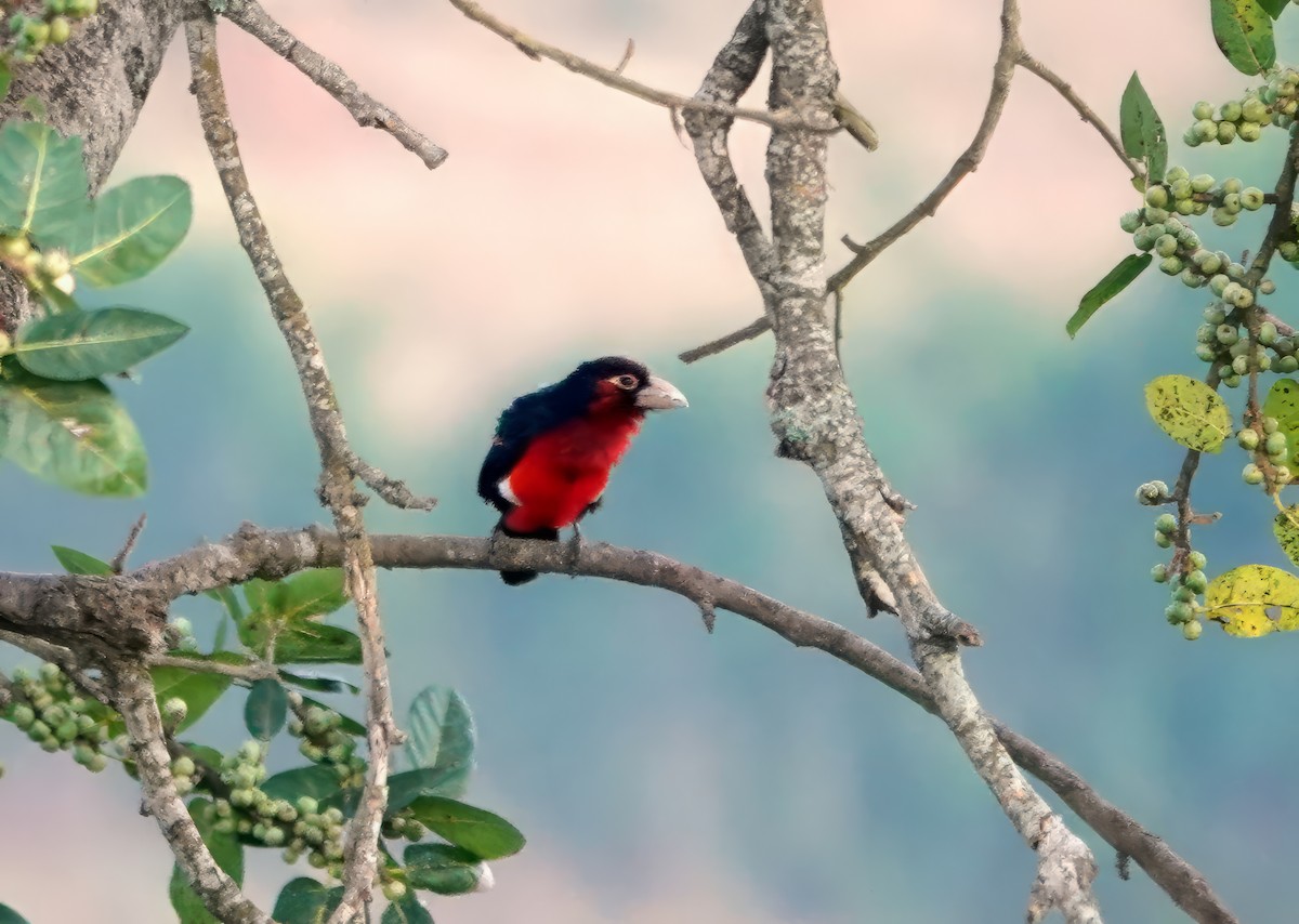 Double-toothed Barbet - ML612671500