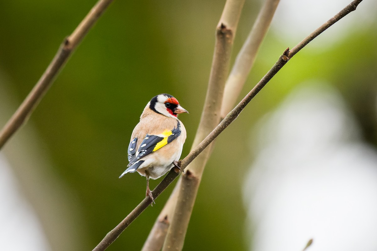 European Goldfinch - ML612671554