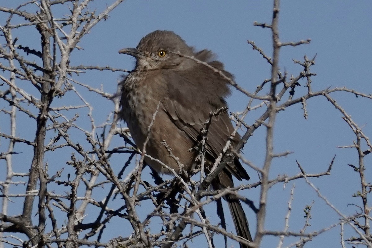 Bendire's Thrasher - ML612671570