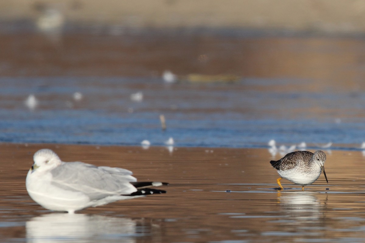 Greater Yellowlegs - ML612671635