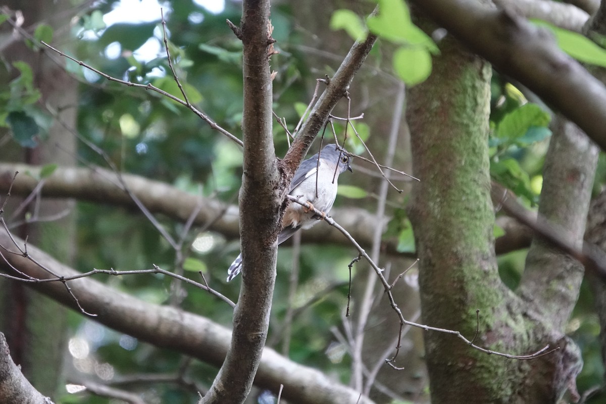 Pallid Cuckoo - ML612671678