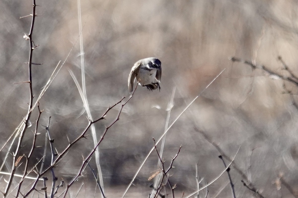 Sagebrush Sparrow - Robert Rackliffe