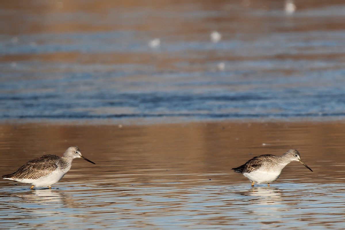 Greater Yellowlegs - ML612671712