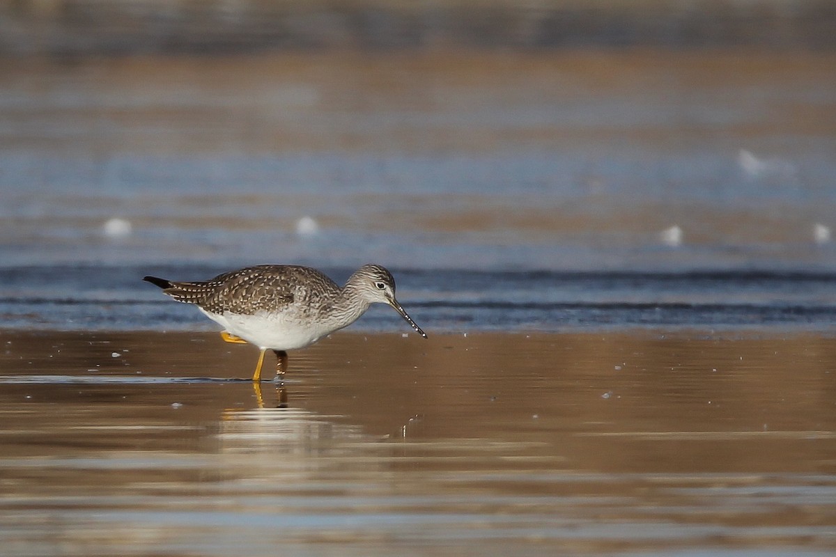 Greater Yellowlegs - Jared Howard