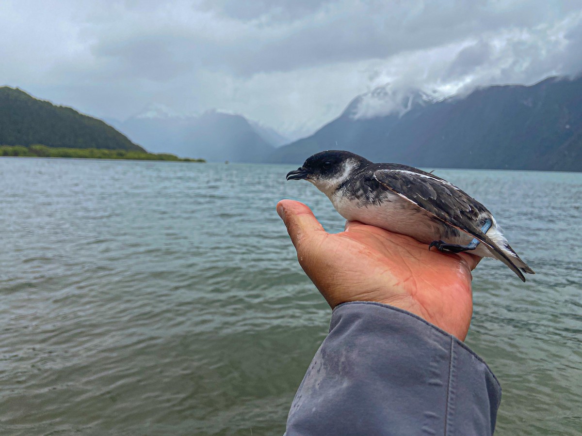 Magellanic Diving-Petrel - Tamara Catalán Bermudez