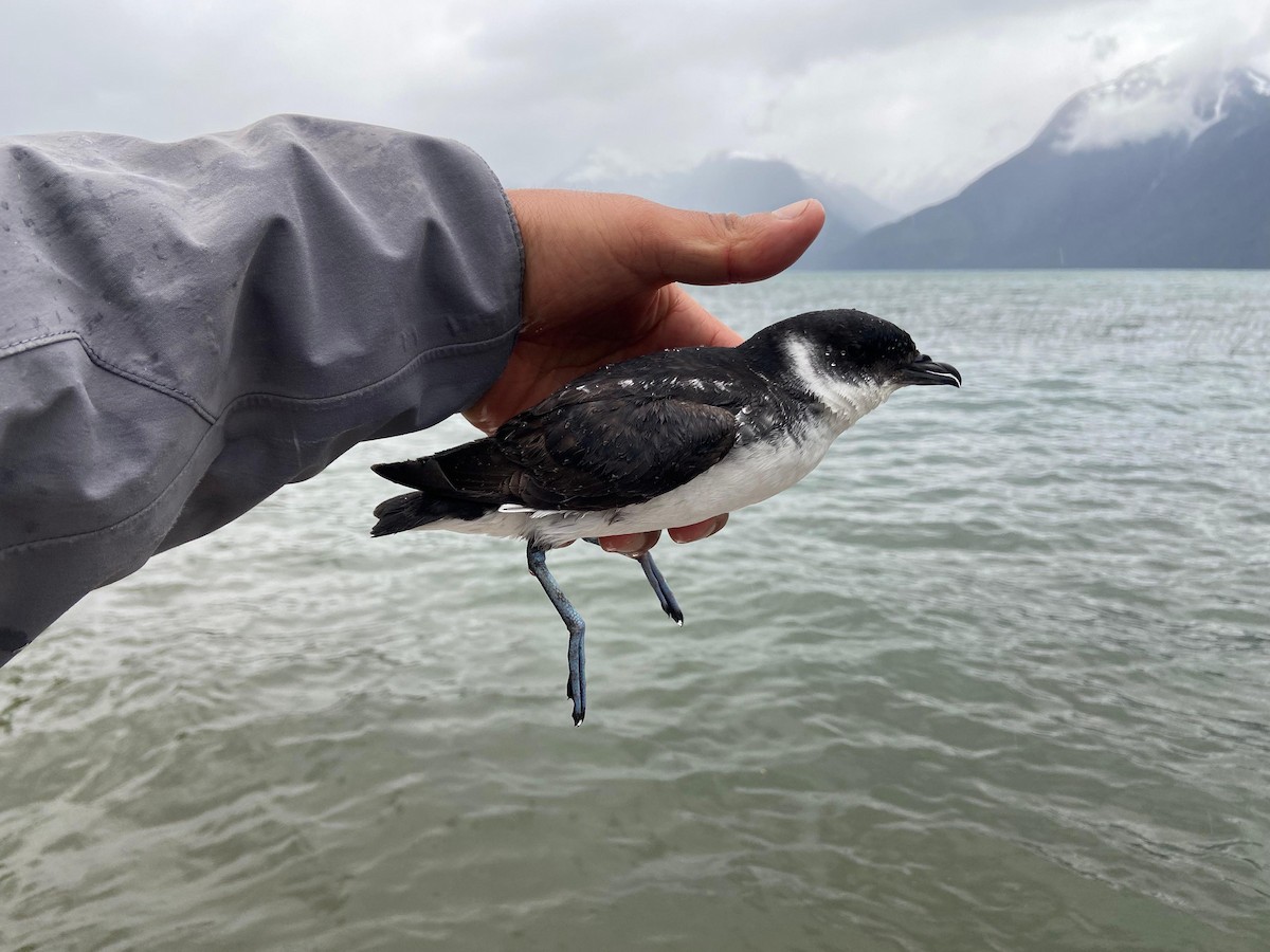 Magellanic Diving-Petrel - Tamara Catalán Bermudez