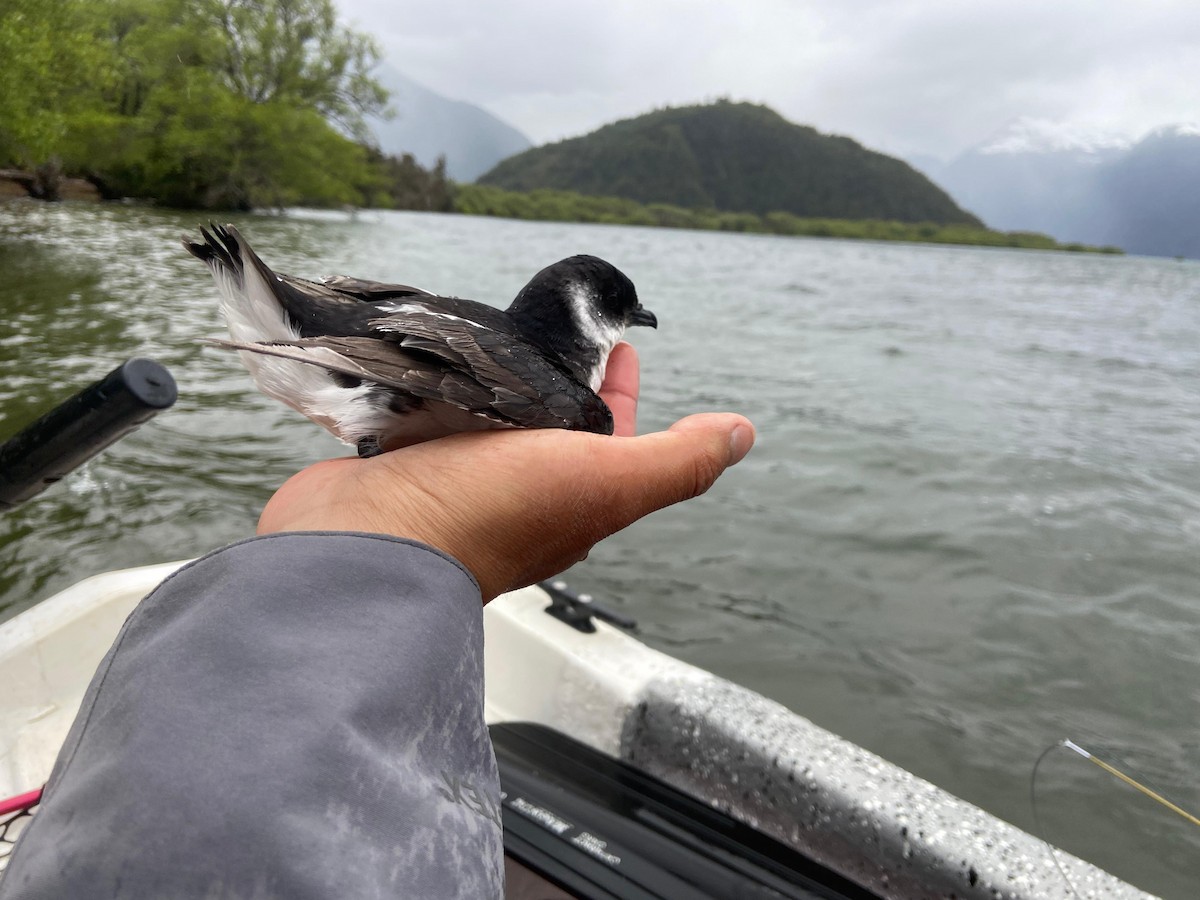 Magellanic Diving-Petrel - Tamara Catalán Bermudez