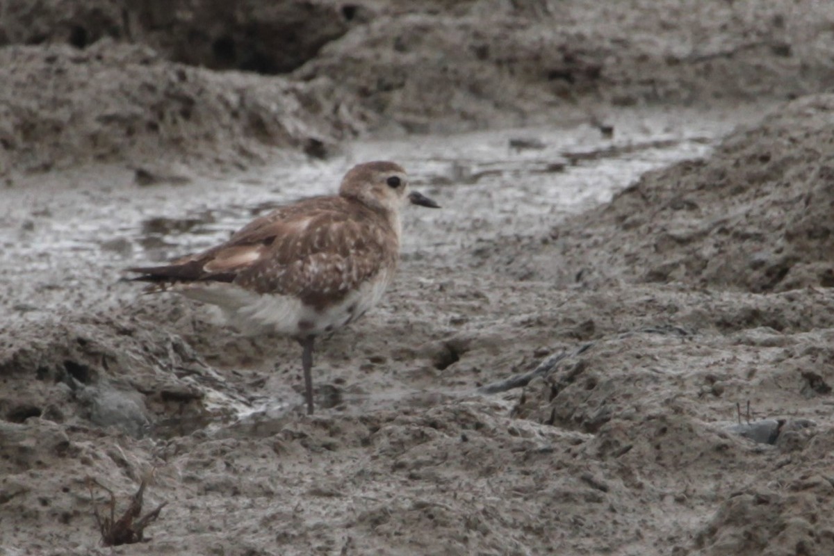 Black-bellied Plover - ML612671769