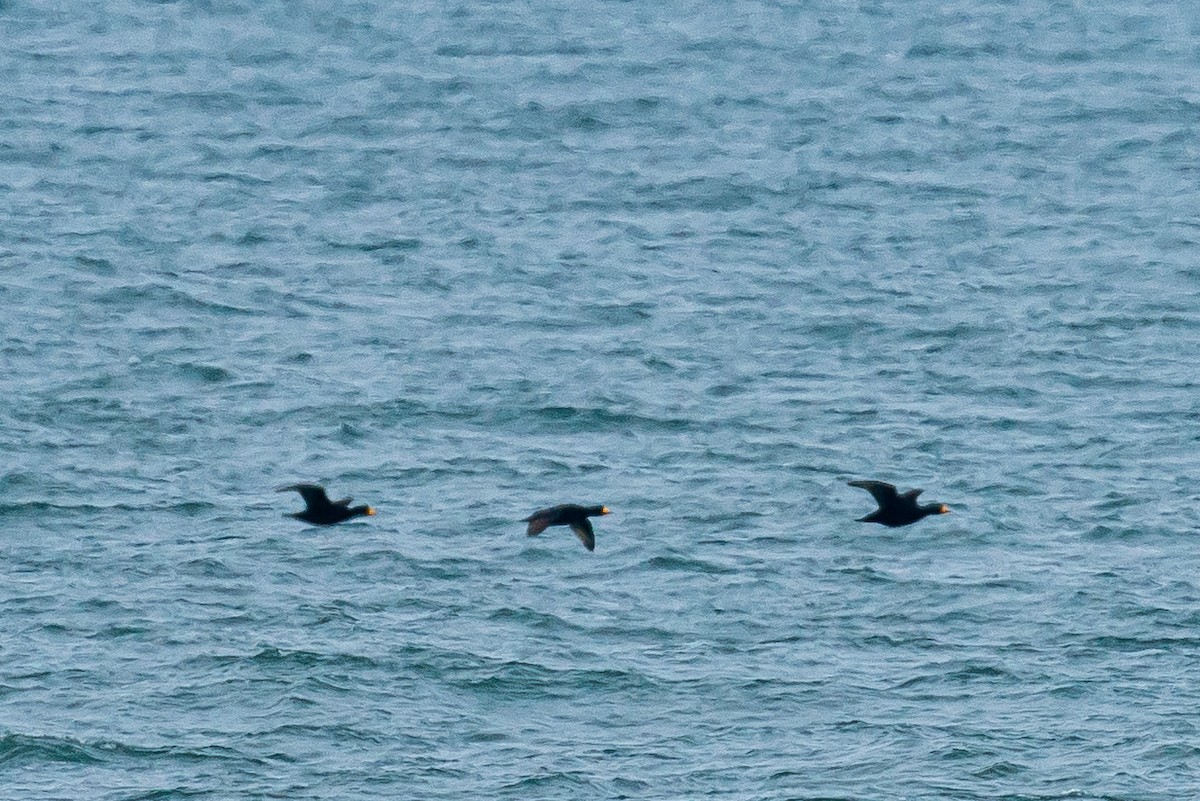 Black Scoter - Zane Fish