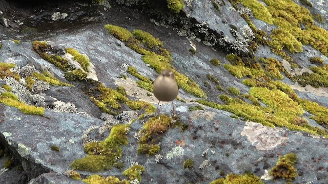 South Island Wren - ML612671838