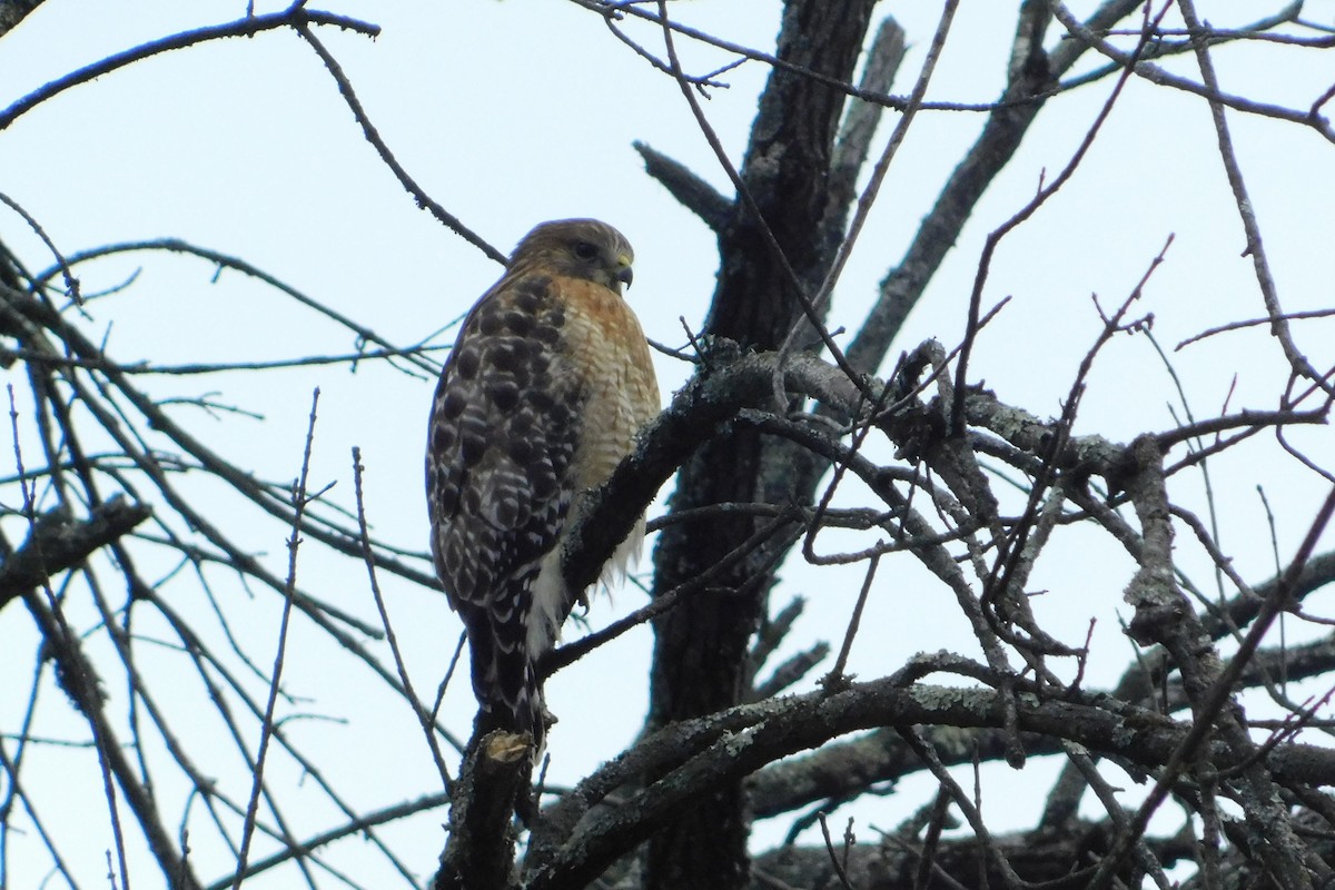 Red-shouldered Hawk - ML612671878