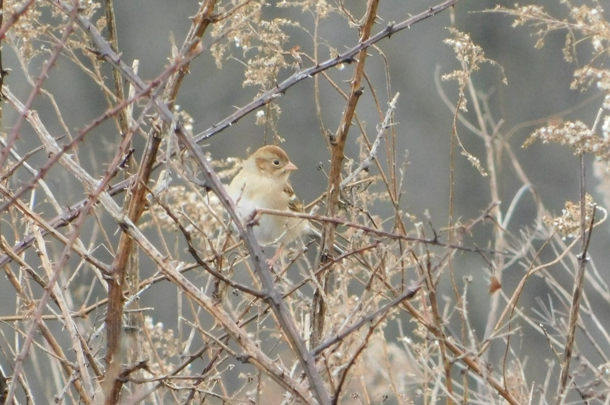 Field Sparrow - ML612671895