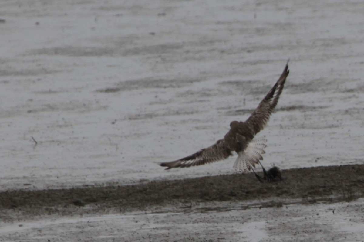 Black-bellied Plover - ML612671915