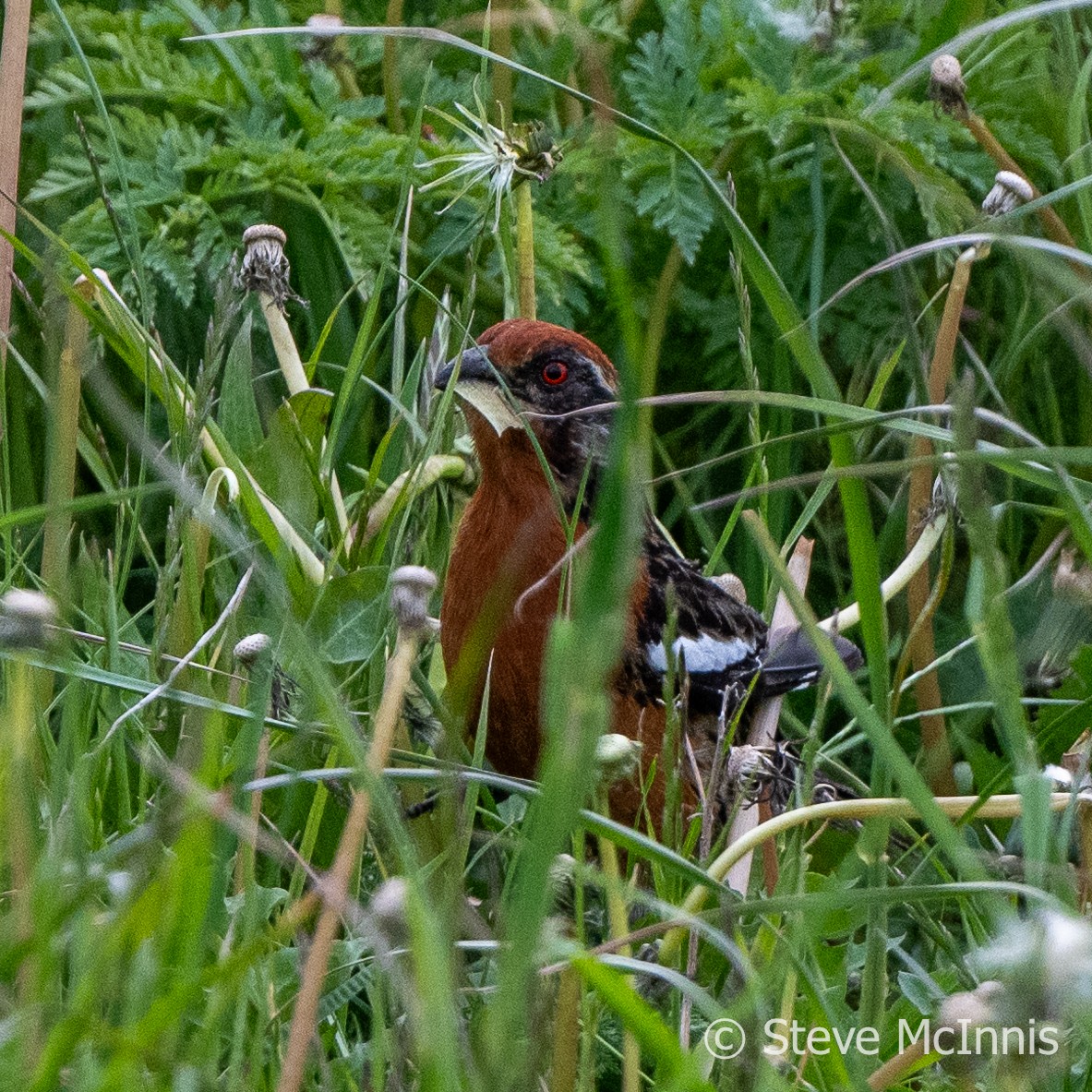 Rufous-tailed Plantcutter - ML612671956