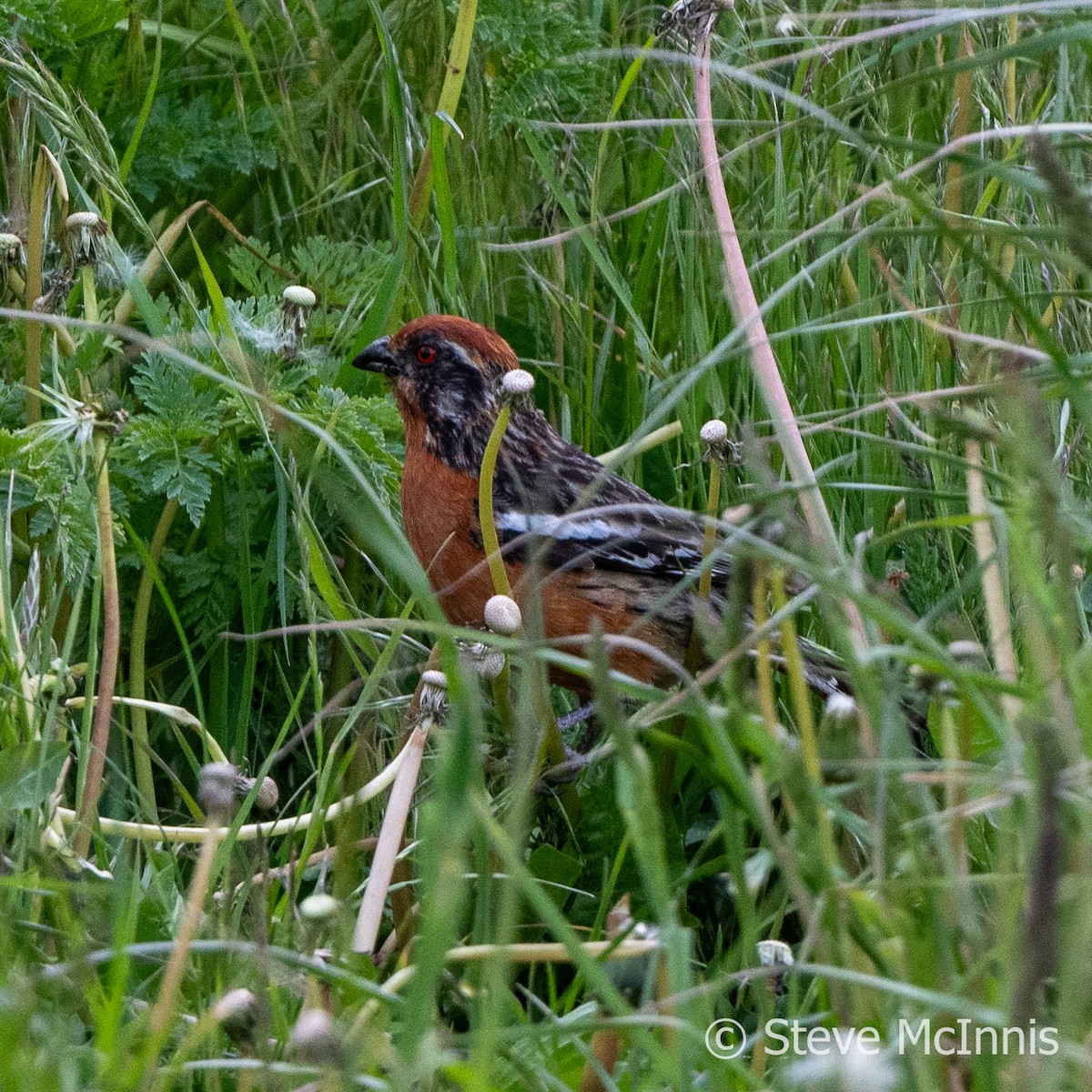 Rotschwanz-Pflanzenmäher - ML612671957