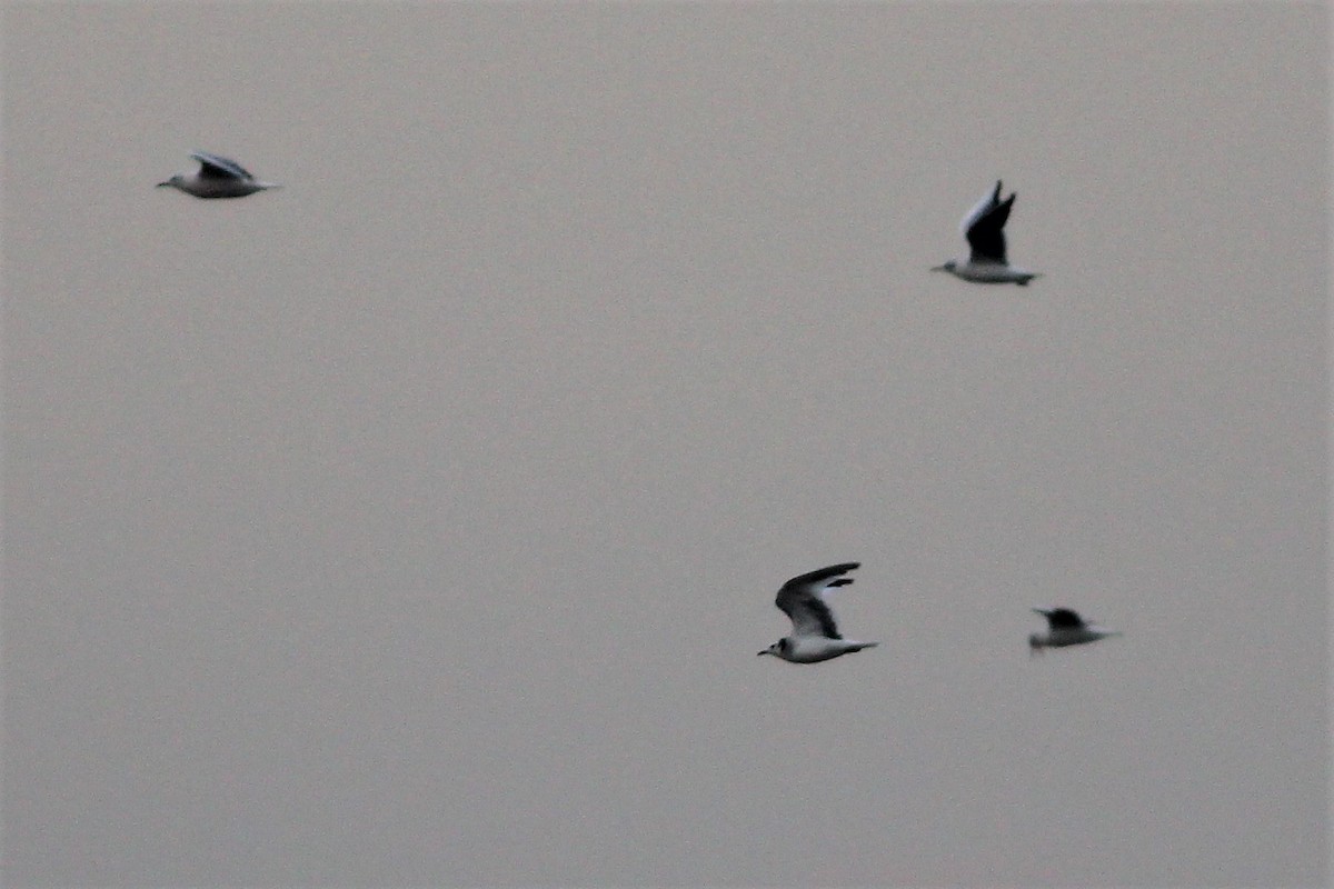 Mouette de Sabine - ML61267201