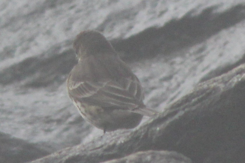 American Pipit - Samuel Harris