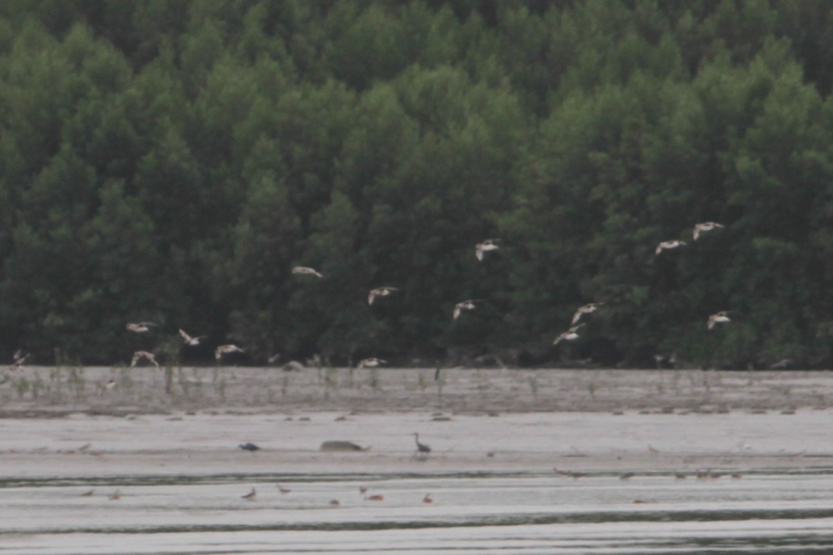 Black-bellied Plover - ML612672059