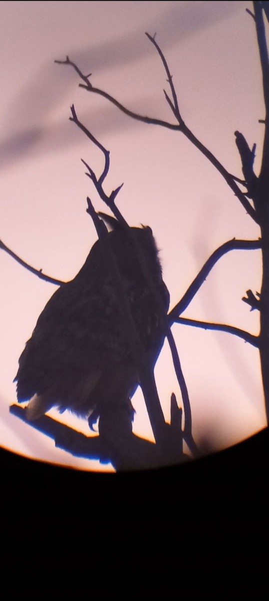 Eurasian Eagle-Owl - Carlos Amo Martínez