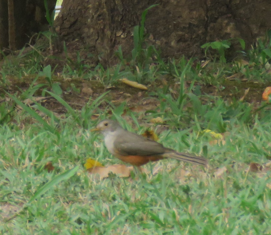 Rufous-bellied Thrush - ML612672119