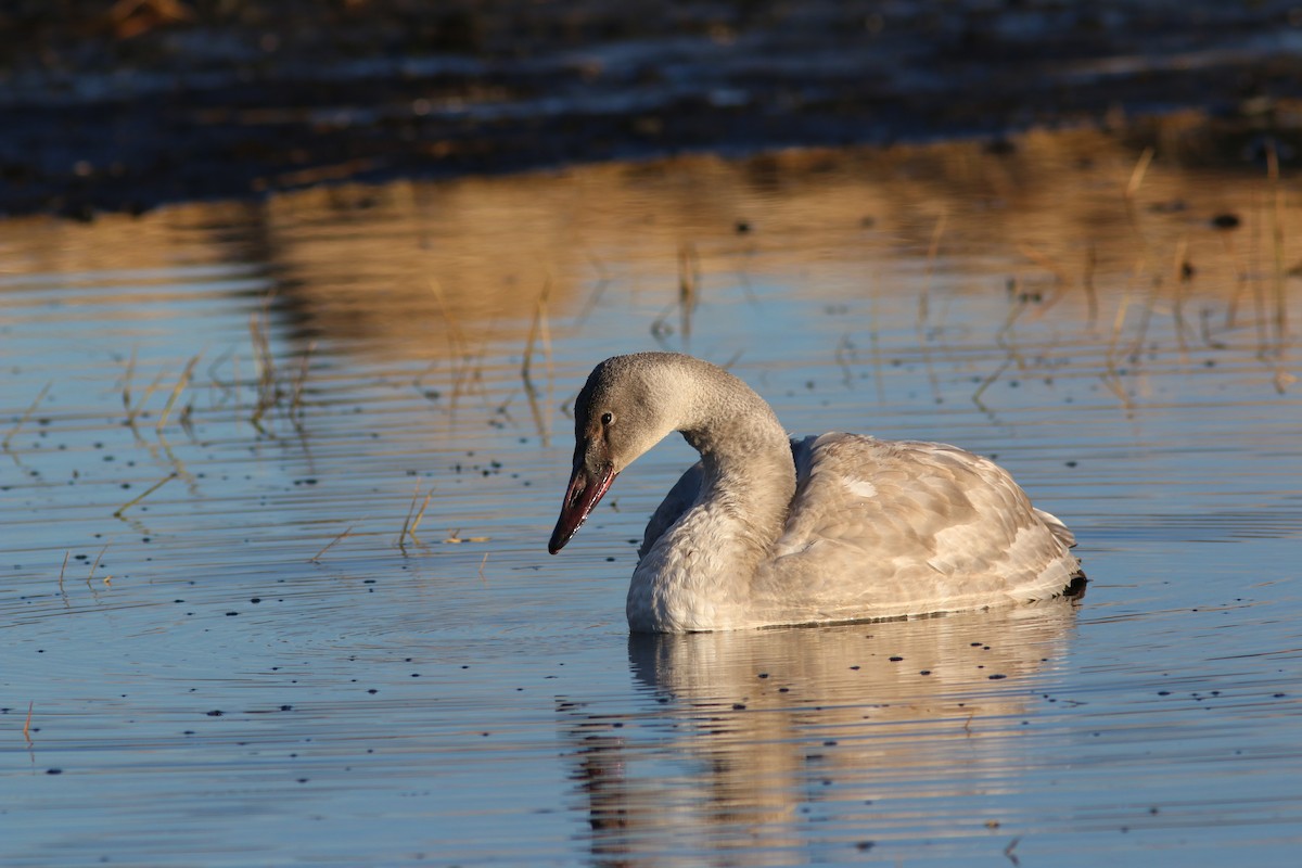 Cisne Trompetero - ML612672137