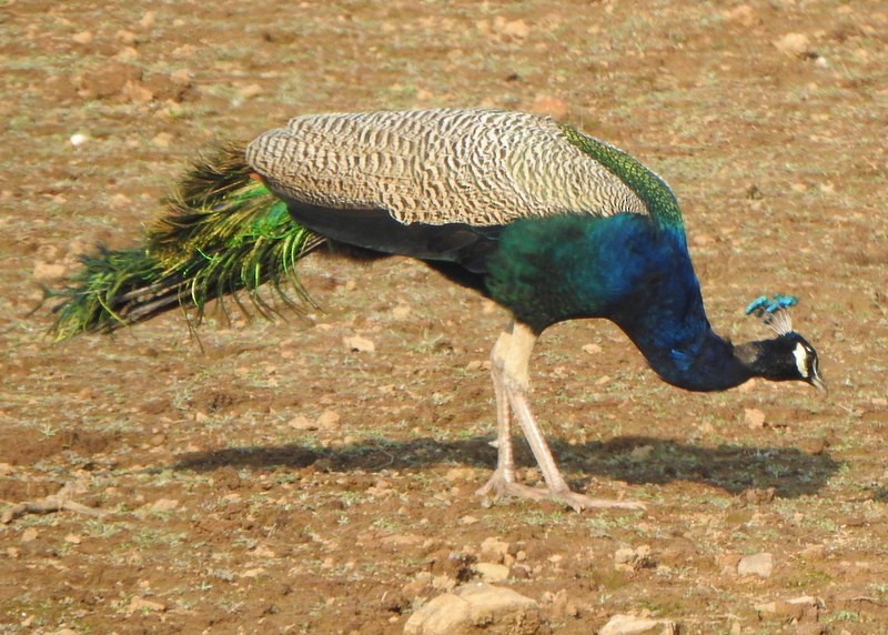 Indian Peafowl - Andy Frank