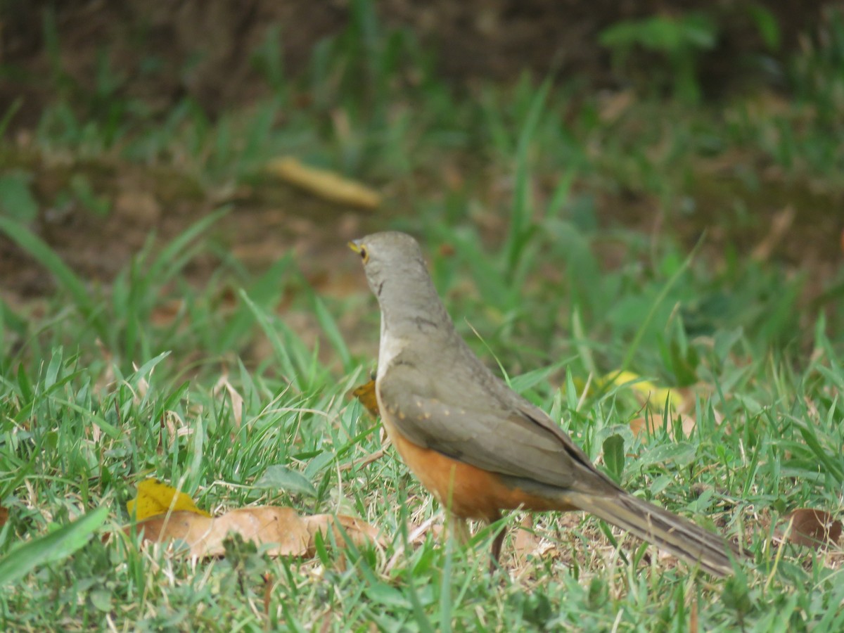 Rufous-bellied Thrush - ML612672154