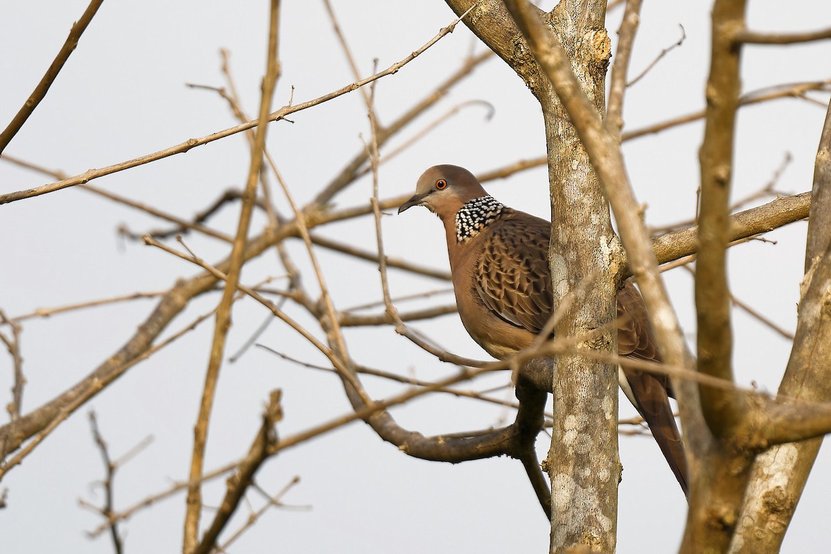 Spotted Dove - ML612672156