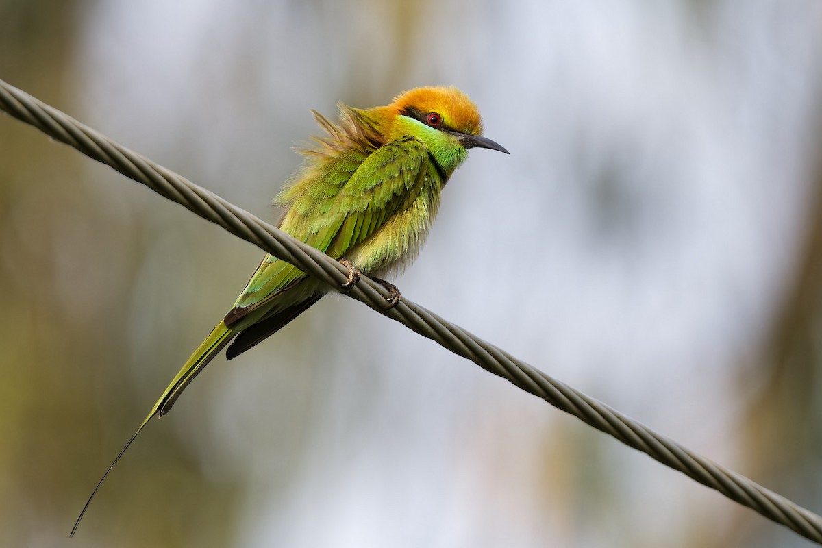 Asian Green Bee-eater - ML612672160