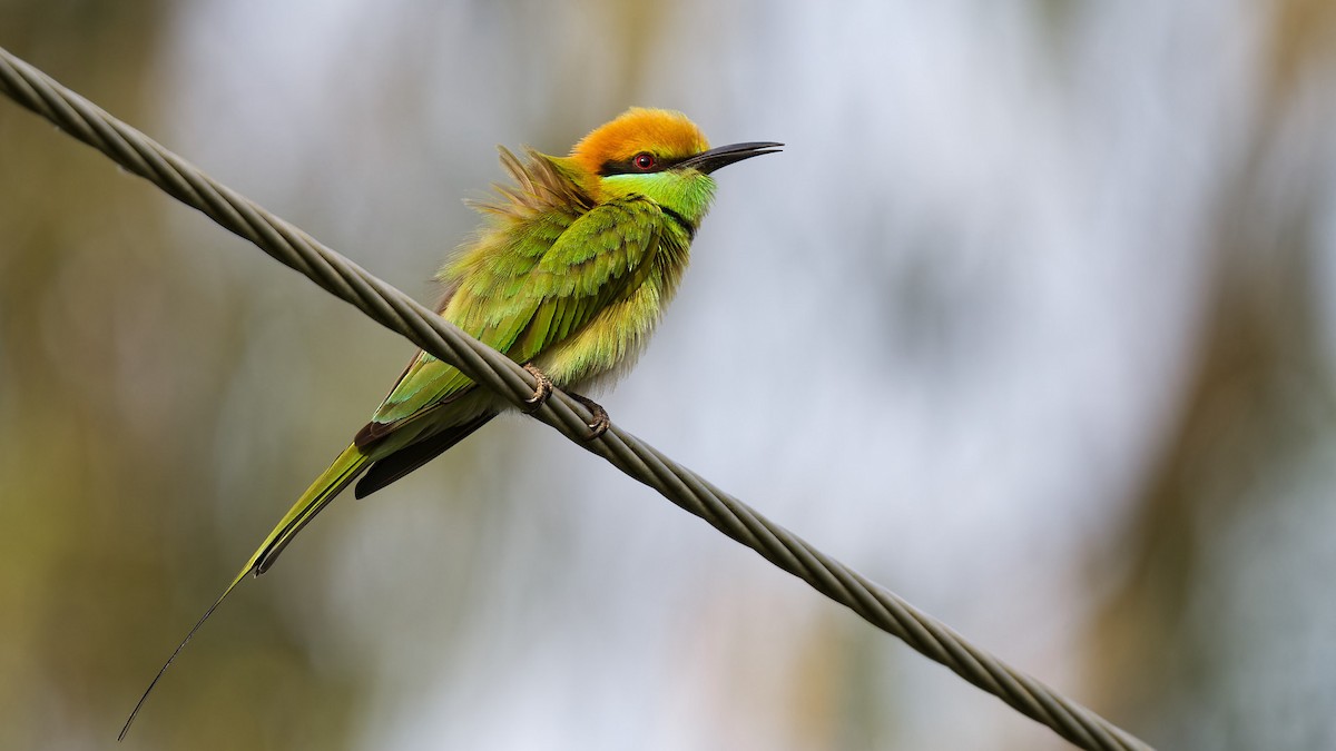 Asian Green Bee-eater - ML612672162